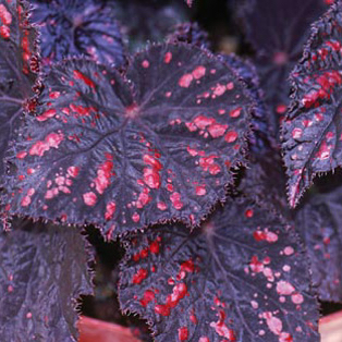 B. ‘Boston Cherries & Chocolate’